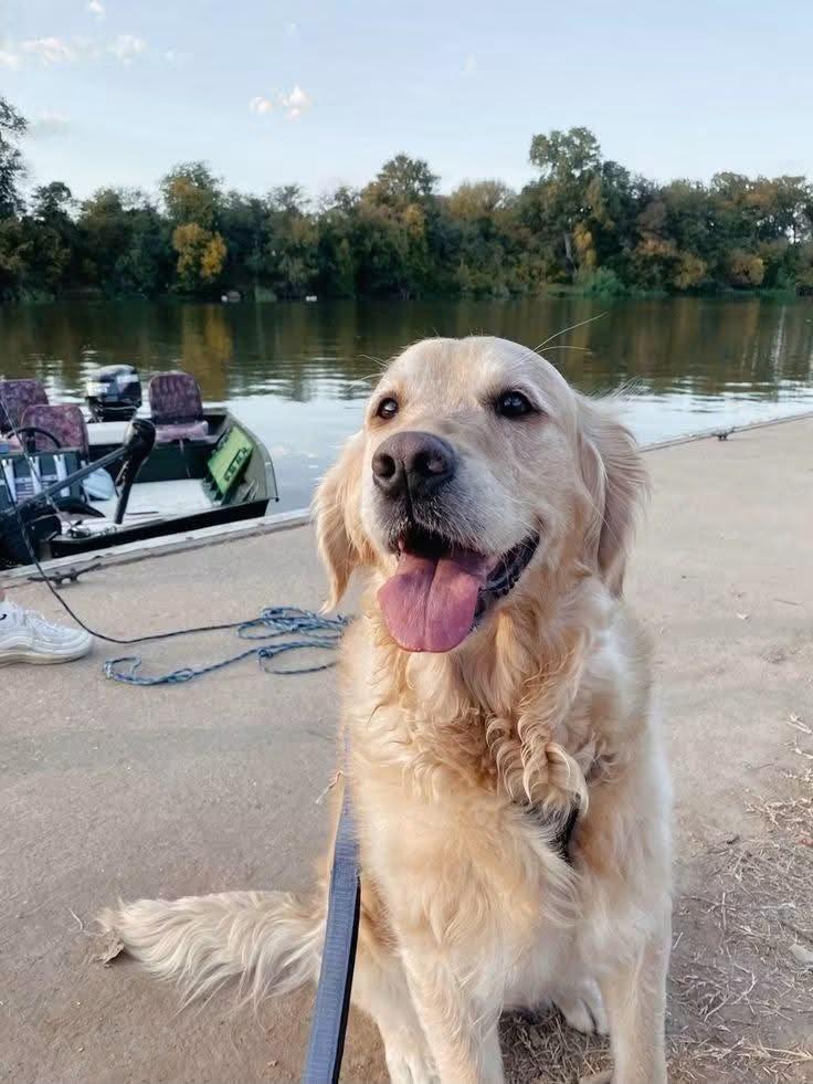 Golden Retriever Puppy