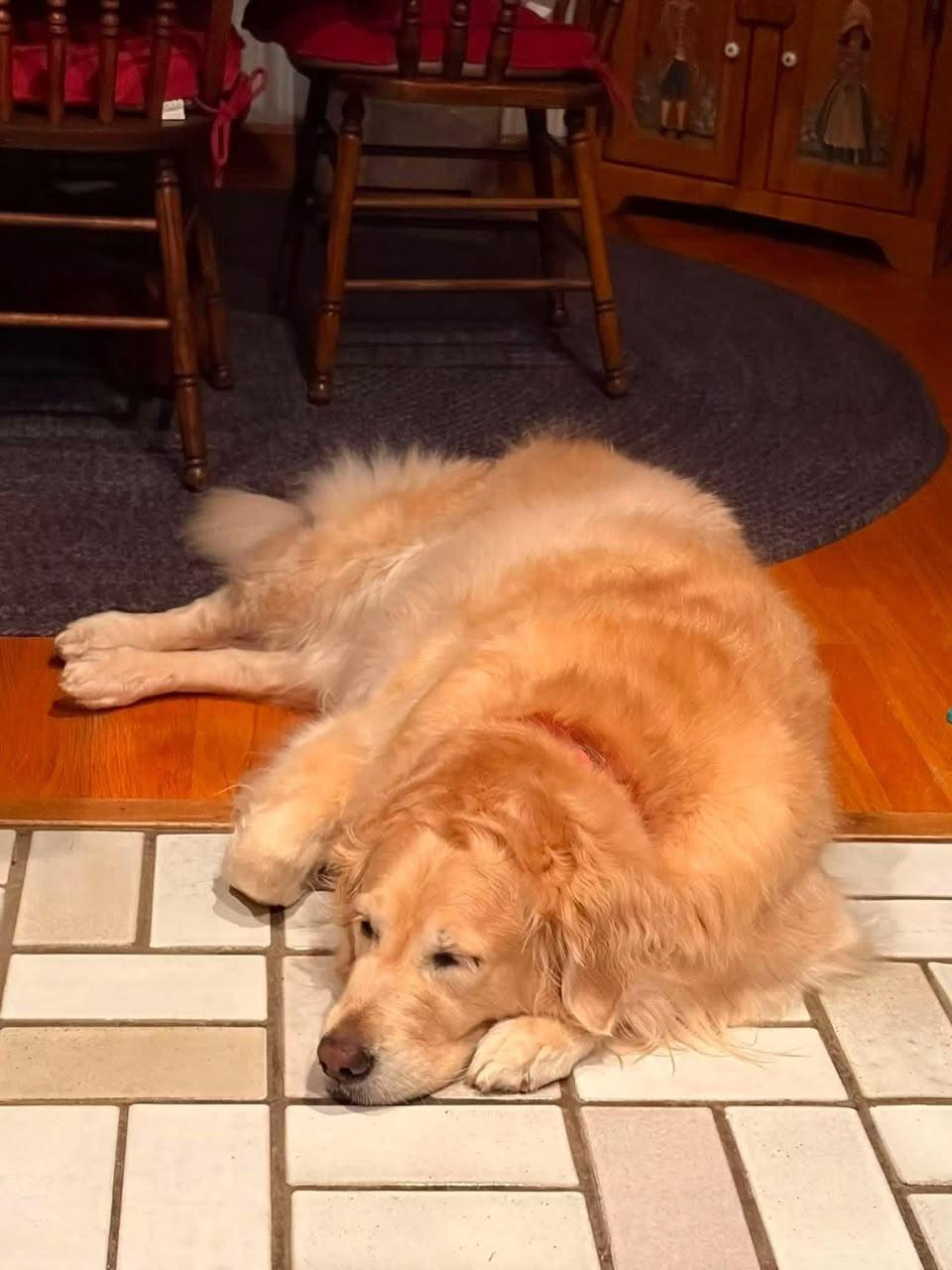 Christie's Sweet Golden Retrievers