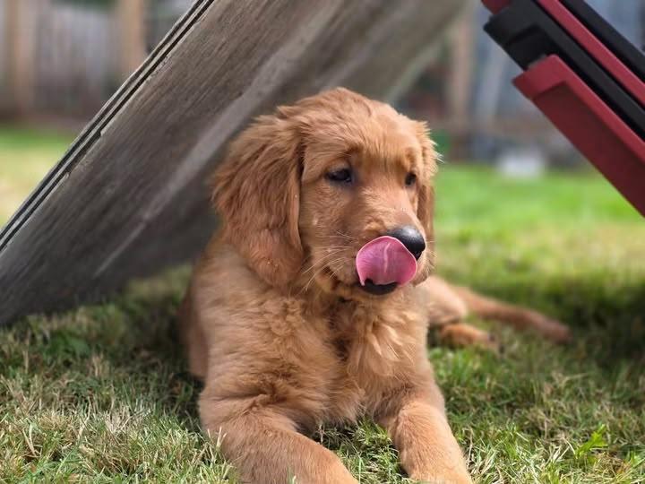 Christie's Sweet Golden Retrievers