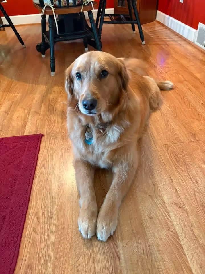 Christie's Sweet Golden Retrievers