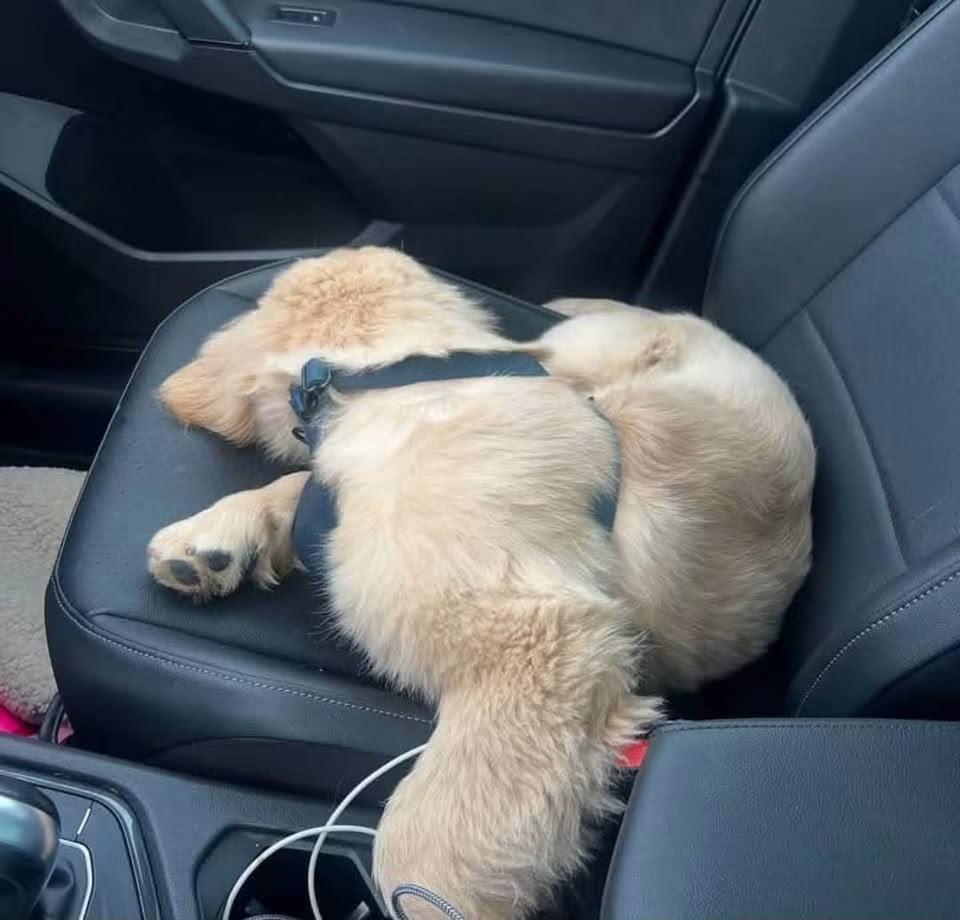 Golden Retriever