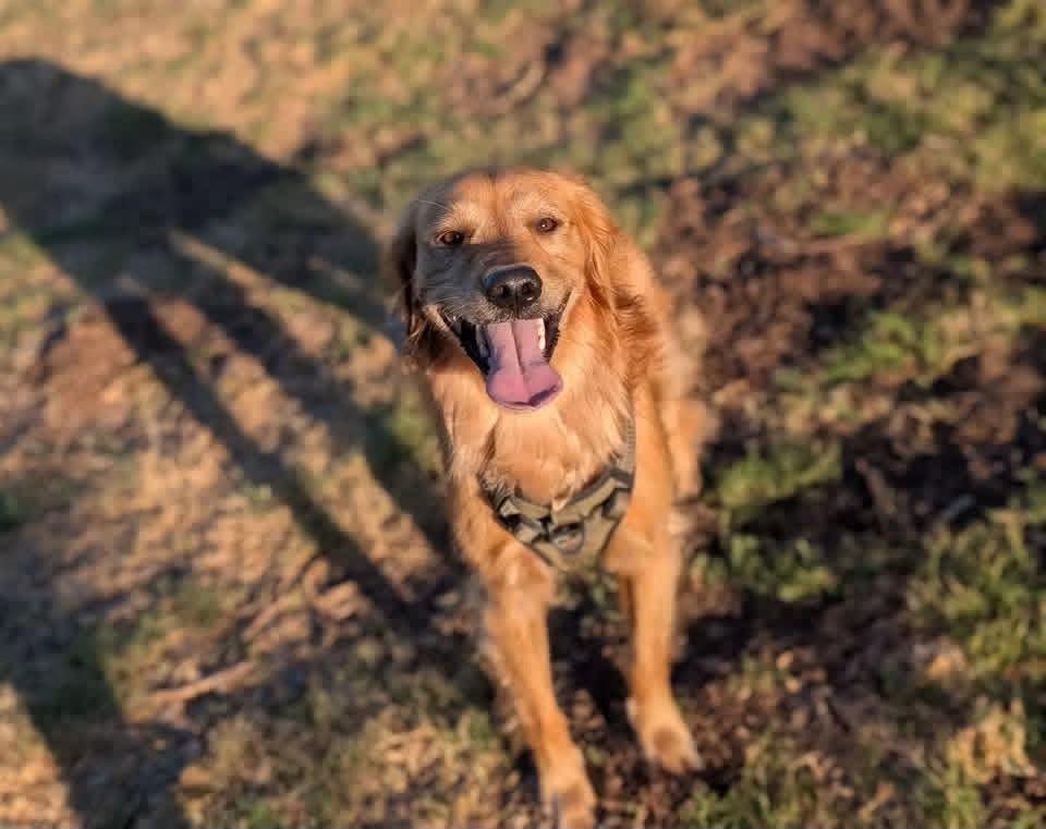 Christie's Sweet Golden Retrievers