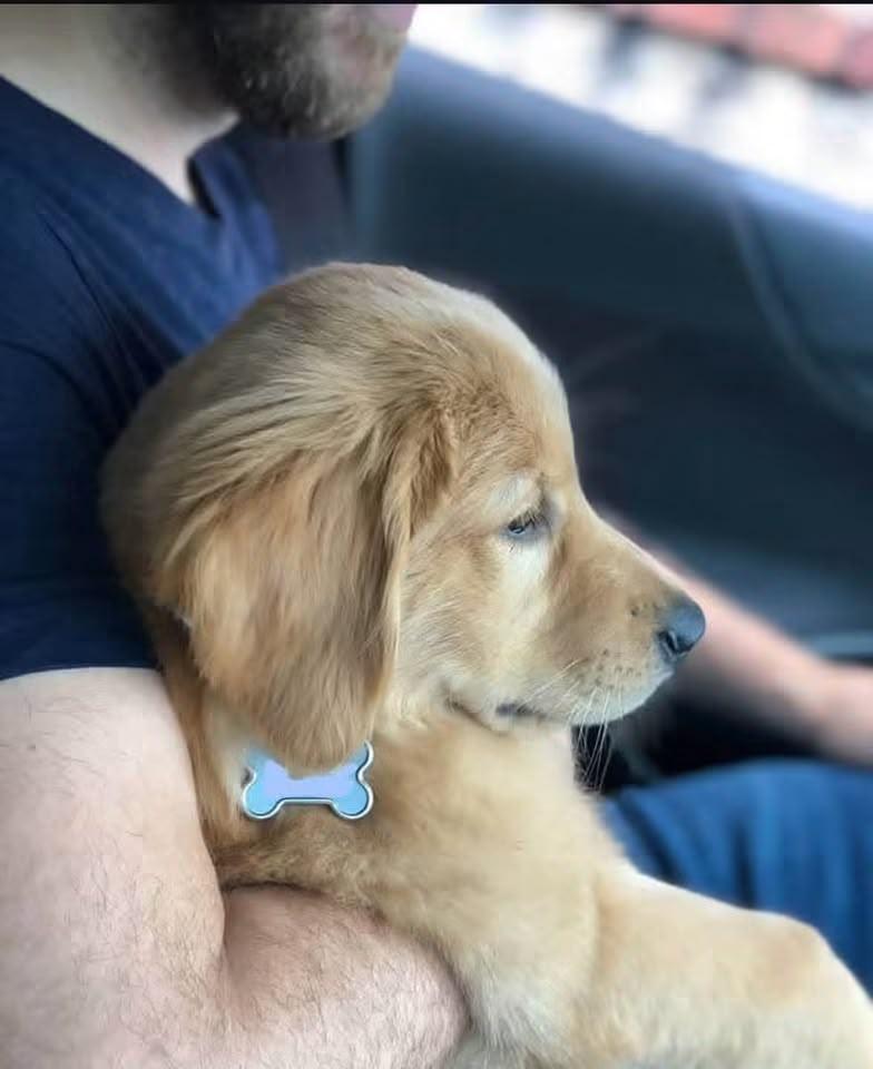 Christie's Sweet Golden Retriever Puppy