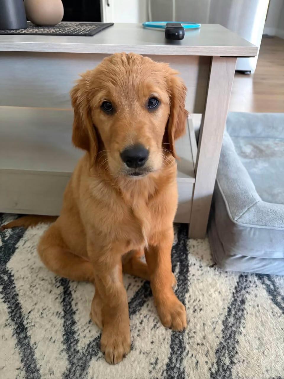 Christie's Sweet Golden Retrievers