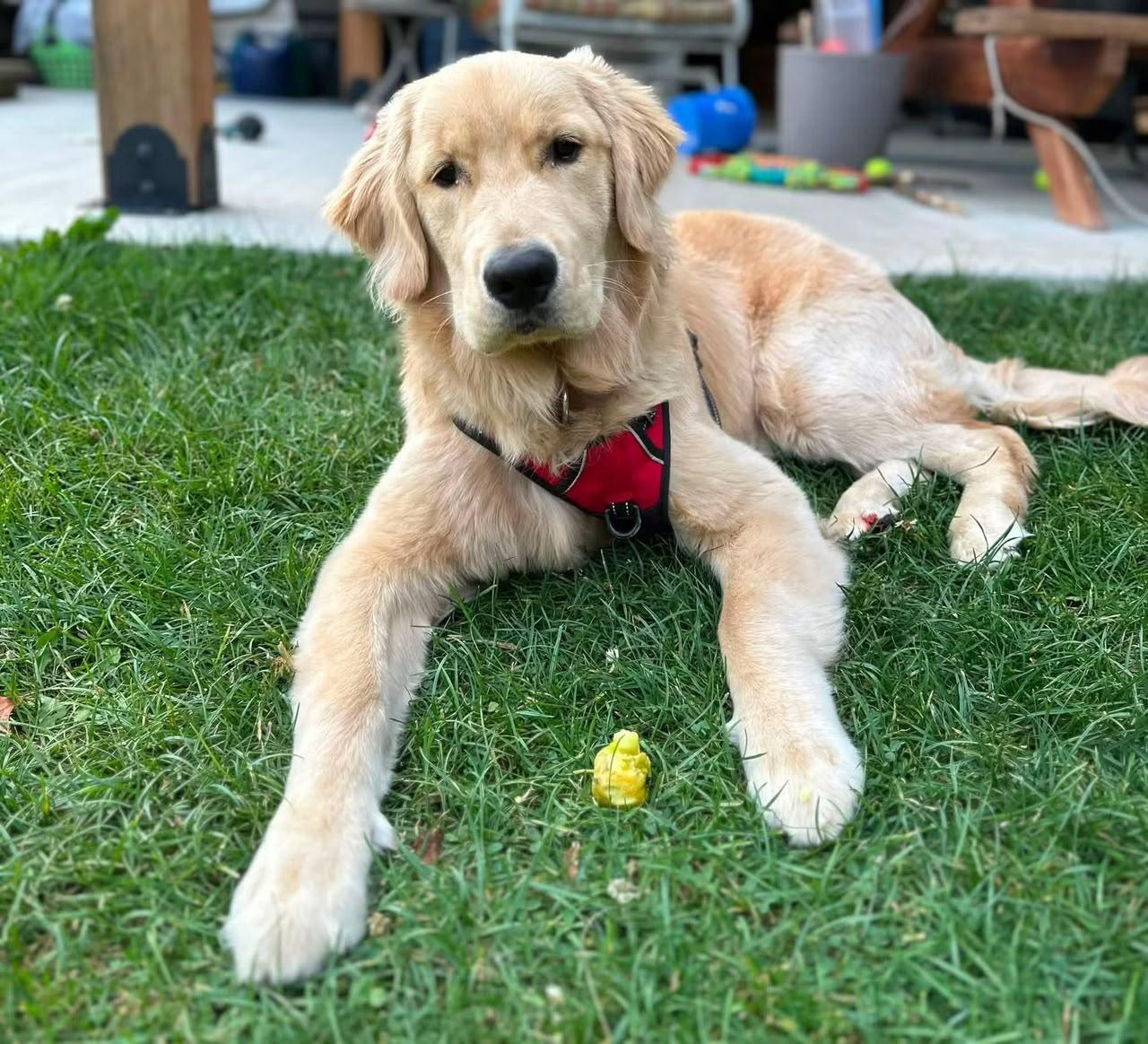 Christie's Sweet Golden Retrievers