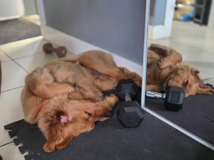 Golden Retriever Family