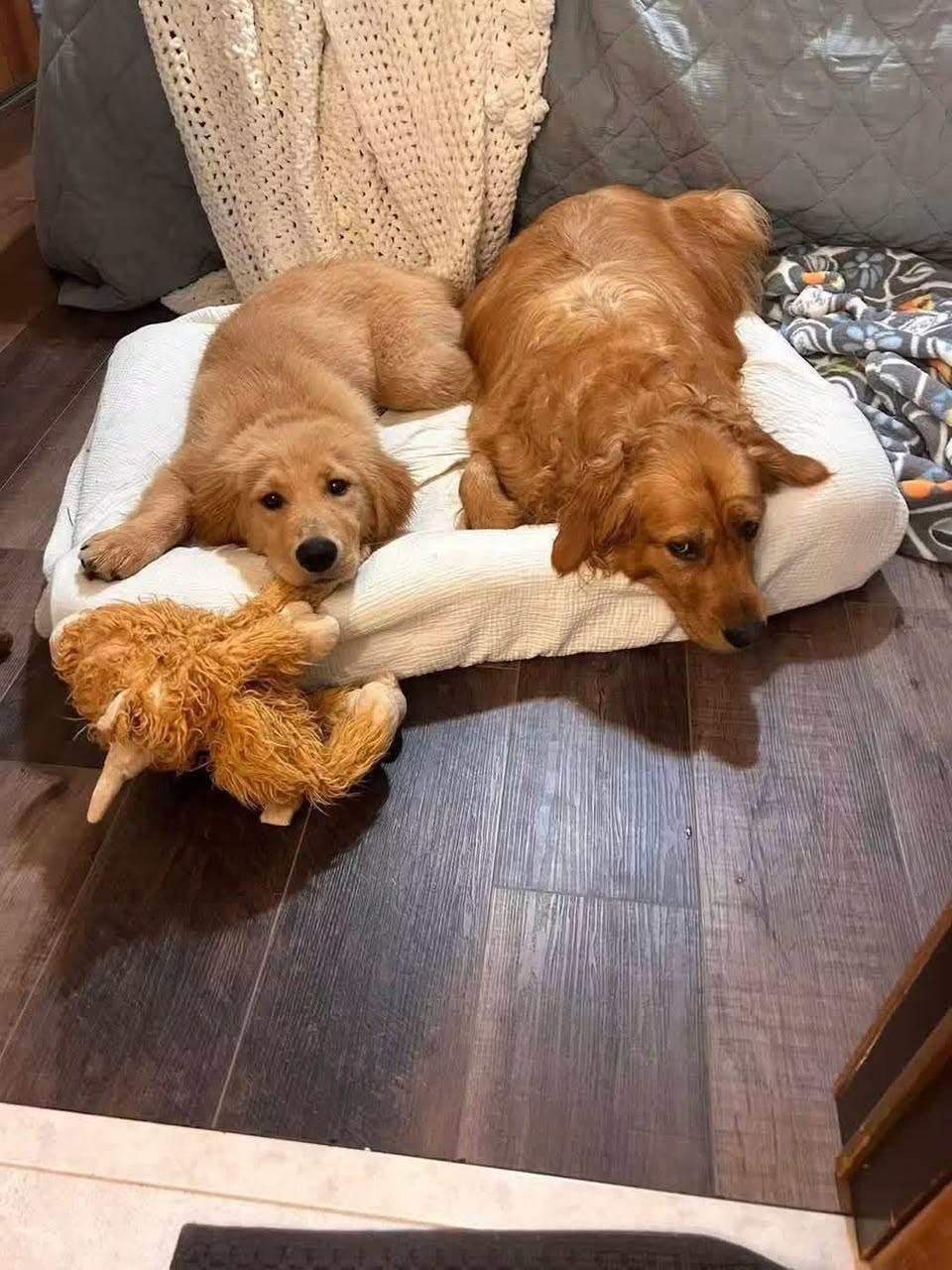 Christie's Sweet Golden Retrievers